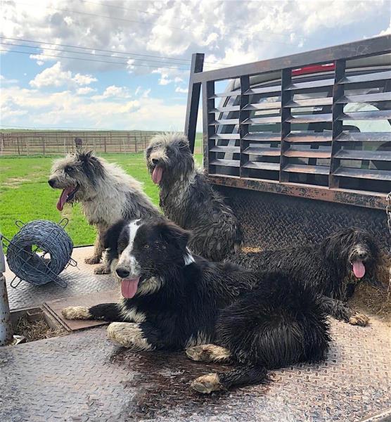 Fuzzy cow sale dog